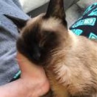 Cni Katze Forum