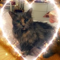 Cholodin Katze Erfahrungen