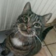 Enteritab Katze Erfahrung