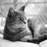 giardien bei katzen homoopathisch behandeln
