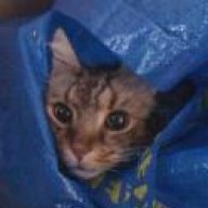 Abgemagert fressen katze trotz Meine Katze
