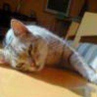 Katze Wunde Stinkt