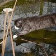 Mobbing Unter Katzen Katzen Forum Das Grosse Katzenforum