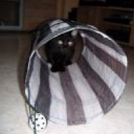 Katze Hat Kunstdarm Gefressen