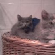 Katze Beisst In Decke Und Tretelt