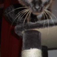 forum giardien katze)