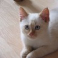forum giardien katze)