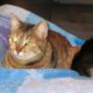Katzenfutterdosen entsorgen • Herzenskatzen - Katzenblog