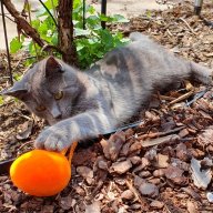 Broadline Katze Ohne Rezept