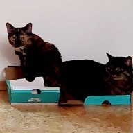 Alter größe gewicht katze