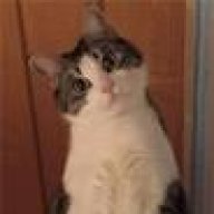 Tränendes Auge Katze Homöopathie
