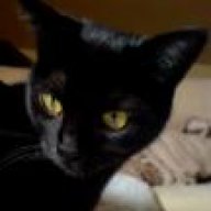 Katze Vor Kastration Gefressen