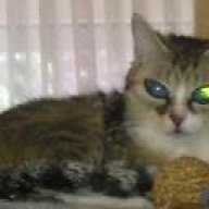Auge Von Katze Trüb