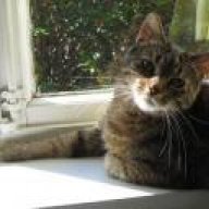 Meine Katze Hat Keine Stimme Mehr