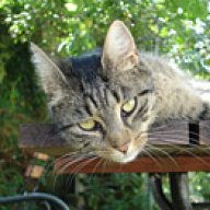 Katzen Entwurmen Forum