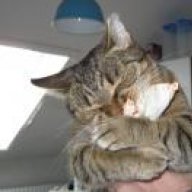 Katze Lungenödem Einschläfern