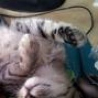 Kitten mit Durchfall nach Entwurmung | Katzen Forum
