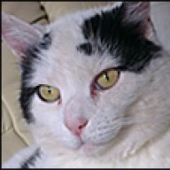 Katze öl Aus Fell Entfernen