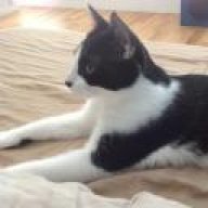Dritte Katze Eingewöhnen
