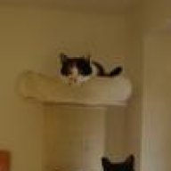 Katze Asthma Forum