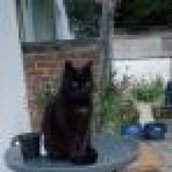 Kreon Katze Dosierung