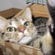 Katze Gierig Beim Füttern