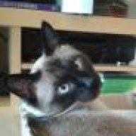 Katze 14 Jahre Wird Immer Dünner