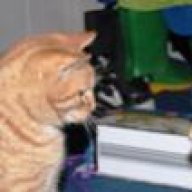 Katze Schwanzabriss Heilung