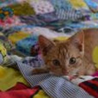 Katzenzusammenführung Alte Katze Hat Angst