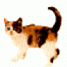 Katzensklawe