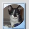 MR.Cat