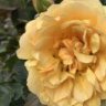 Blumen