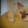 BirmchenKitten