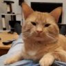 Grafgarf