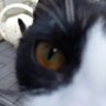Lucylu