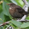 Frau Amsel