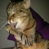 Sunnymuckimaus