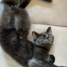 LokiCat333