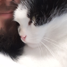 Rüpelkater