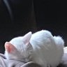 MimisBesitzer