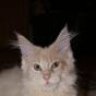 Wilson
