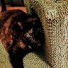 MsSophie