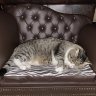 KittyIda