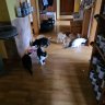 Home for 8 Cats