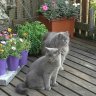 RubbeldieKatze