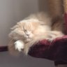Malfi