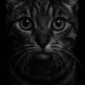 Blackkitty_cat01