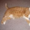 Benga