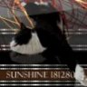 Sunshine181280