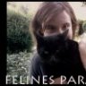 Felines Paradise